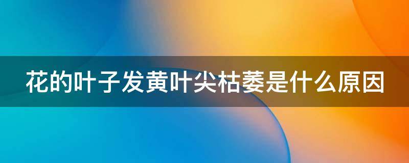 花的叶子发黄叶尖枯萎是什么原因（长寿花的叶子发黄叶尖枯萎是什么原因）