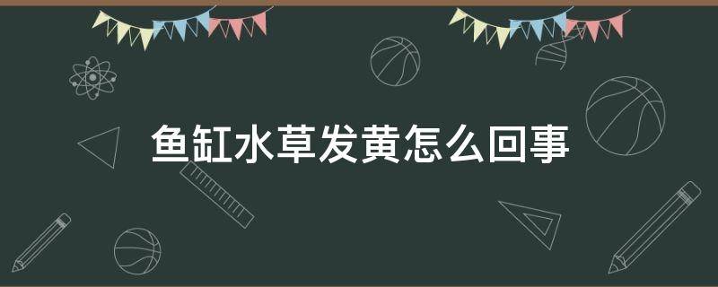 鱼缸水草发黄怎么回事 鱼缸的草发黄怎么办