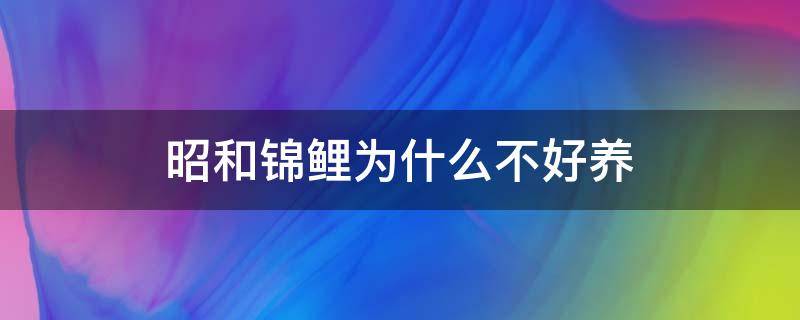 昭和锦鲤为什么不好养 昭和锦鲤怎样挑选