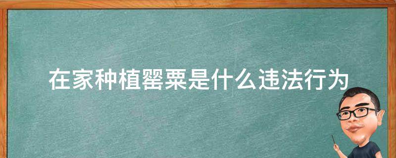 在家种植罂粟是什么违法行为（在家种植罂粟是什么违法行为我国目前的戒赌模式）