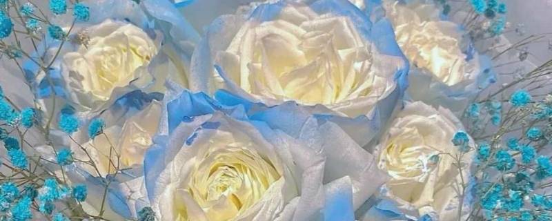 碎冰蓝玫瑰可以送男生吗（送女朋友冰蓝玫瑰）