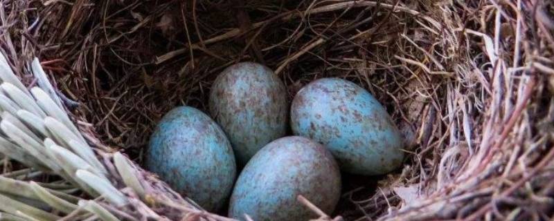鸟蛋离开母鸟多久死亡 鸟蛋离开了妈妈会怎么才能孵出鸟蛋