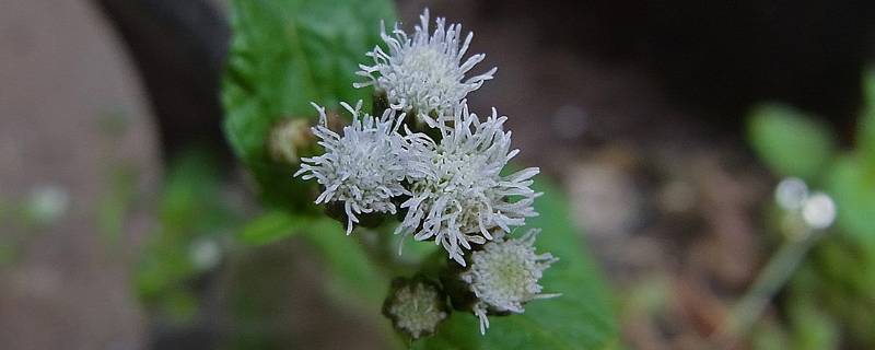 白花草有几种（白花草的图片有多少种）