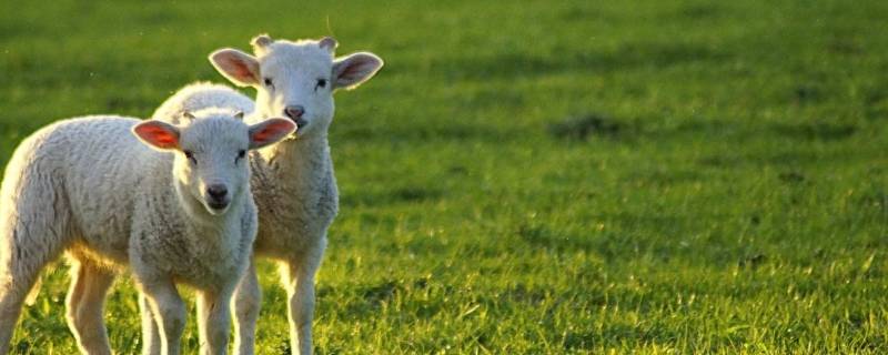 一只羊不吃不喝能活多久 羊不吃不喝能活多长时间