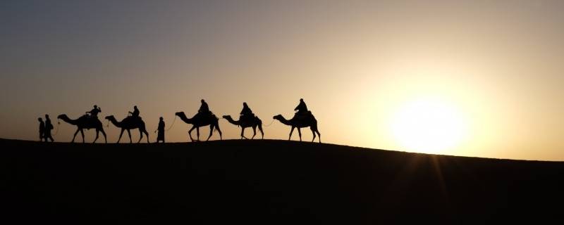 骆驼晚上行走吗 骆驼会晚上行走吗