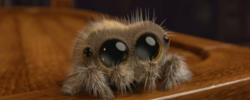 为什么小蜘蛛喜欢爬到衣服上（蜘蛛在衣服上爬了还能穿吗）