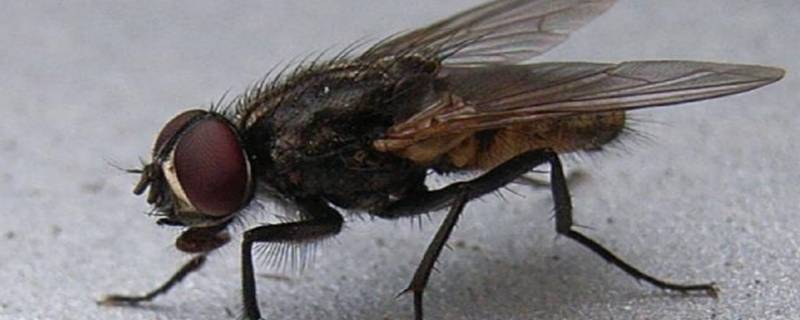 如何驱除苍蝇和蚊子 用什么方法消除蚊蝇