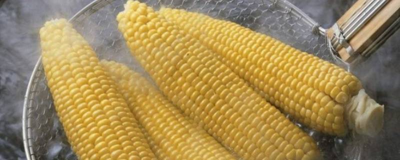 如何保存玉米新鲜玉米 新鲜玉米该怎么保存
