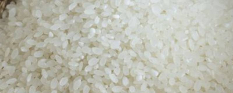 预防米面生虫的小妙招 怎样防止米面生虫子