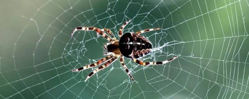 如何防止蜘蛛网再生 怎样处理蜘蛛网