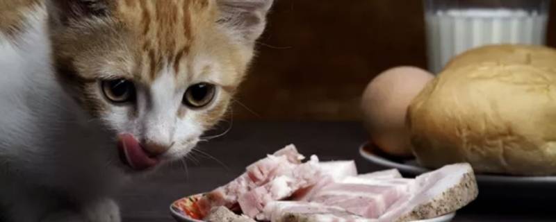 生骨肉怎么做 猫猫生骨肉怎么做