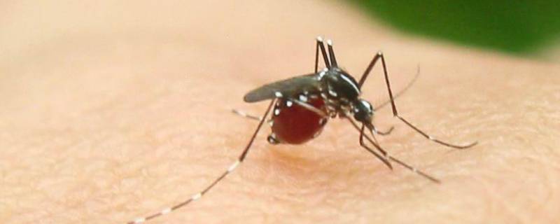 如何防蚊 如何防蚊最有效的方法