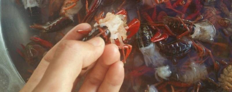 怎么清理小龙虾 怎么清理小龙虾线和虾头