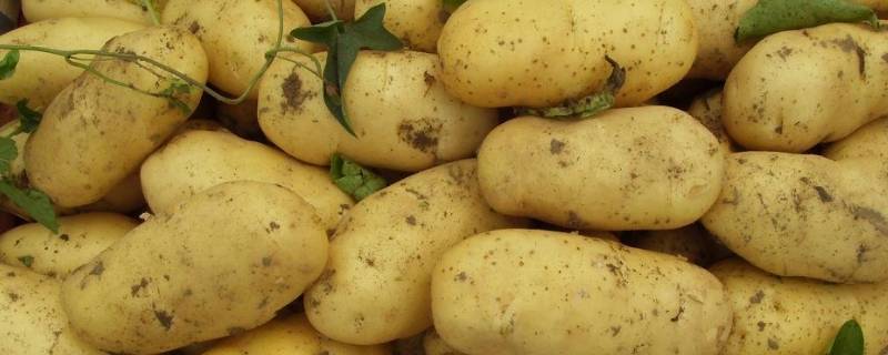 土豆怎么吃 土豆怎么吃好吃又简单还减肥