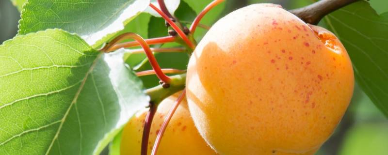杏子冷藏可以保存多久 杏子能保存多久