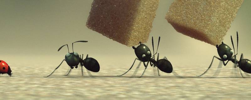 怎么去蚂蚁（有蚂蚁怎么消灭）