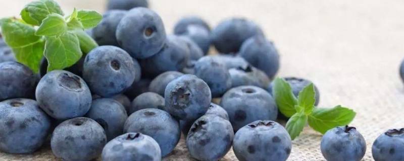 蓝莓怎么吃好吃又简单（蓝莓可以怎么吃怎么做才好吃）