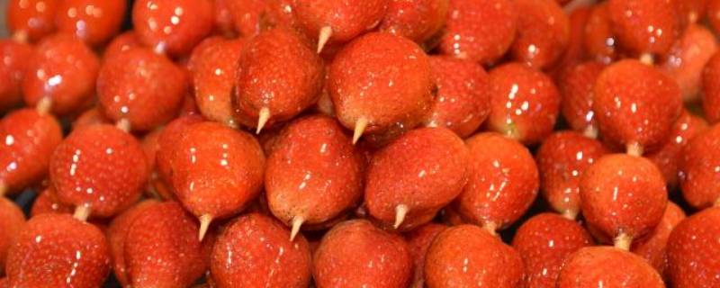 草莓冰糖葫芦制作方法（草莓冰糖葫芦制作方法作文）