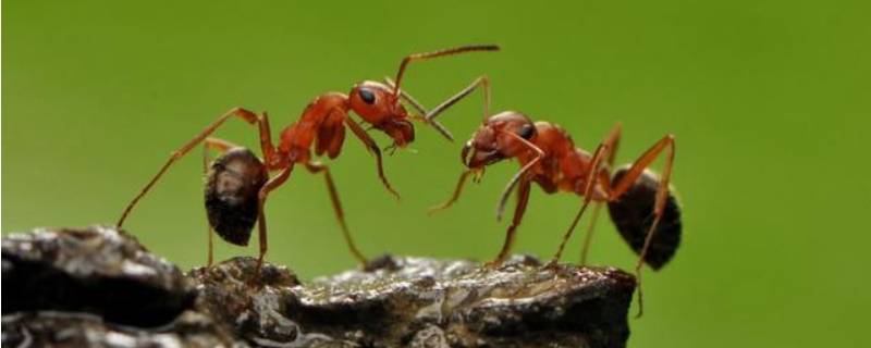 蚂蚁怎么驱赶 床上有蚂蚁怎么驱赶