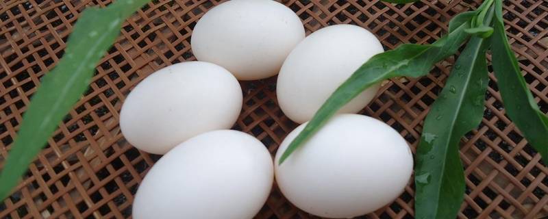 鸽子蛋怎么吃好 鸽子蛋怎样吃营养又好吃