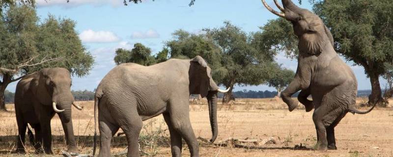 大象的生活方式和特点 大象的生活方式和特点视频