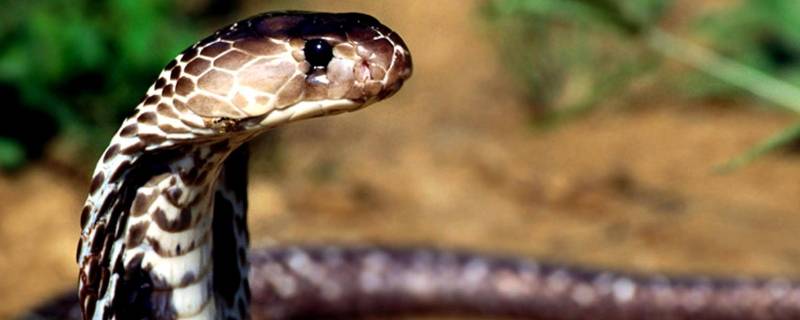 有毒蛇和无毒蛇怎么区分 有毒蛇与无毒蛇有何区别