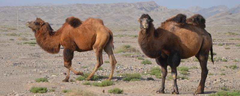 野骆驼群存在于中国的哪里 当世仅存的野骆驼群在中国的哪里