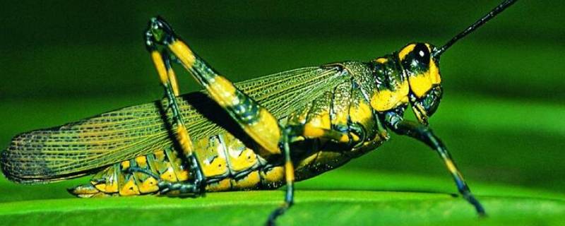 飞蝗会把雄性昆虫吃掉吗 飞蝗的雌成虫体长