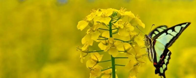 菜花的寓意和象征（白菜花的寓意和象征）