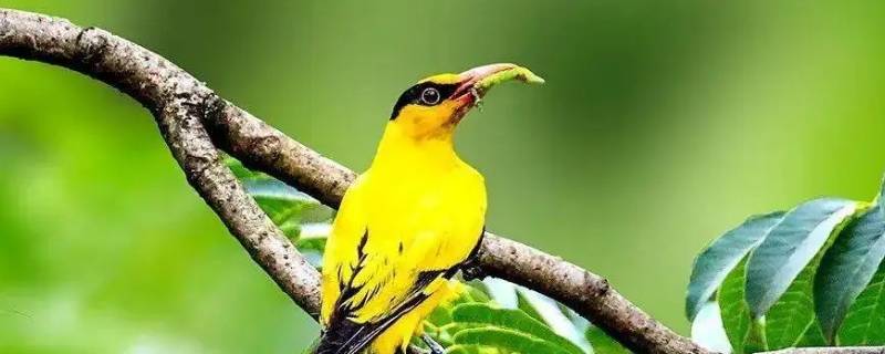 黄鹂是什么季节的鸟（黄鹂鸟代表哪个季节）