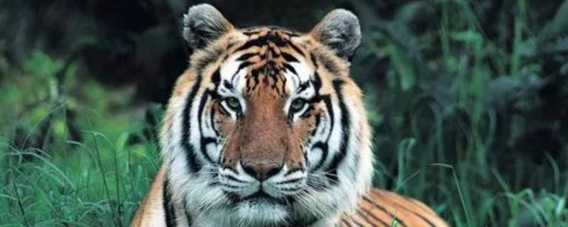 人类采取了哪些保护老虎的行动 老虎能否在大自然中继续生存取决于人类的实际行动
