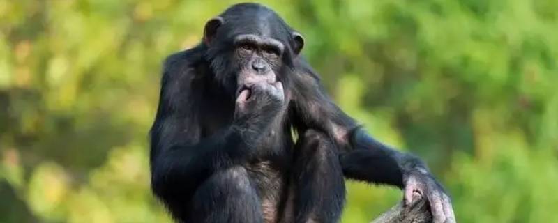 猩猩科为什么并入人科 猩猩科和人科