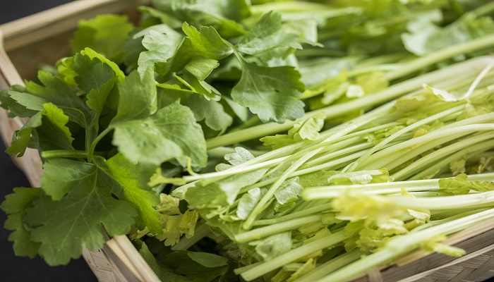 水芹菜和野芹菜怎么区分