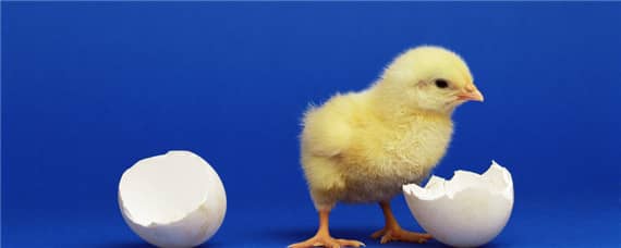 小鸡的孵化过程（小鸡的孵化过程图片）