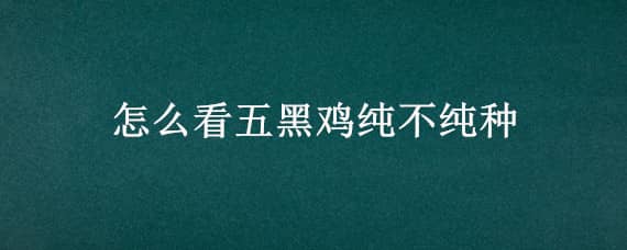 怎么看五黑鸡纯不纯种 怎么看五黑鸡纯不纯种