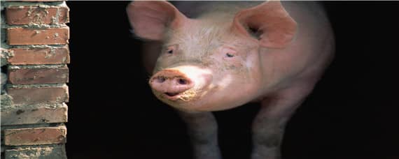 氯前列醇对母猪的危害 氯前列烯醇对母猪的作用与用法