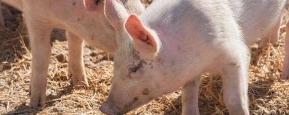 猪感染小非的症状 猪得了小非怎么治疗