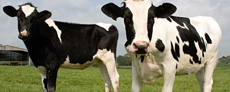 奶牛一天能产奶多少斤（成年奶牛一天能产多少斤奶）