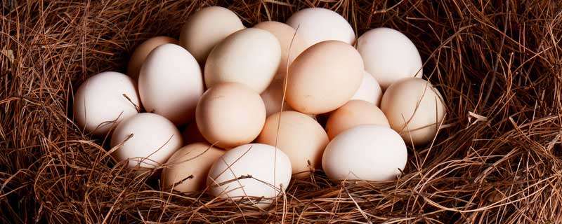 山鸡蛋孵化多少天 七彩山鸡蛋孵化多少天