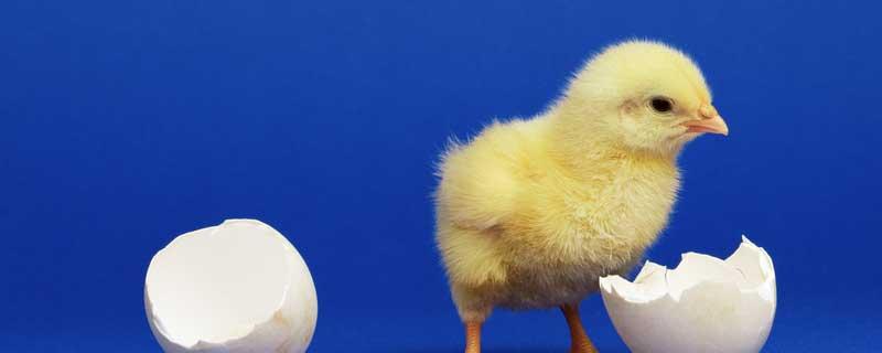孵小鸡需要什么条件 孵小鸡需要什么条件?