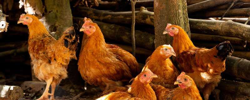 养鸡与鸡病防治方法（养鸡技术与鸡病防治）