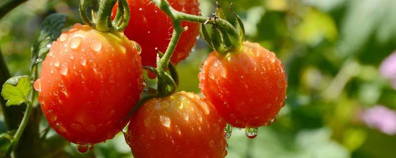 西紅柿畝產多少斤 西紅柿畝產多少斤正常呢