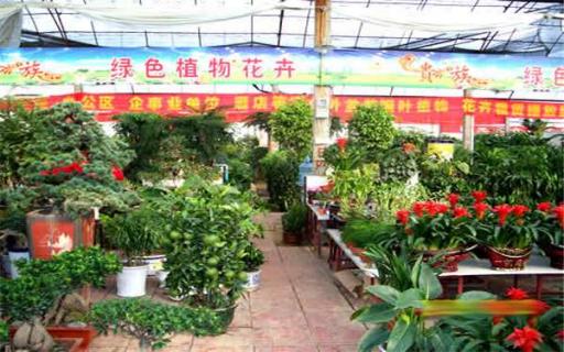 北京哪里有卖绿植的（北京哪里卖绿植的多）