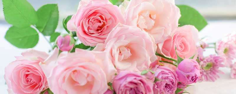 粉红色玫瑰花语是什么意思 6朵粉红色玫瑰花语是什么意思