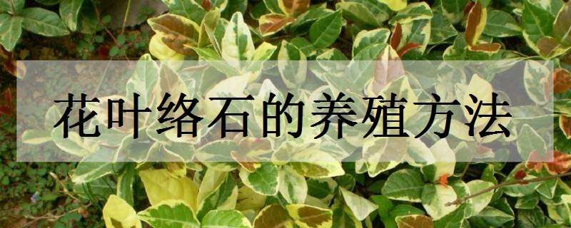 花叶络石的养殖方法（花叶络石的养殖方法和注意事项有哪些）