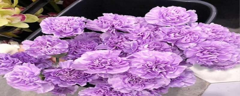 紫色康乃馨花语 紫色康乃馨花语和寓意图片