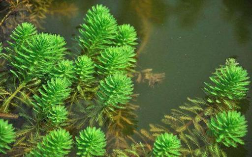 常见沉水植物有哪些 常见沉水植物有哪些品种