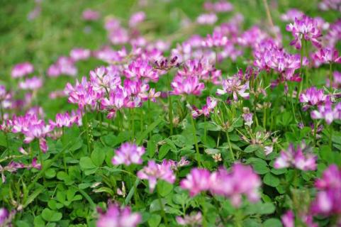 4月开紫色花的野花有哪些（4月开紫色花的野花有哪些品种）