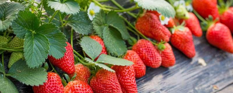 在种植草莓过程中需要补钙吗（草莓可以补钙吗）