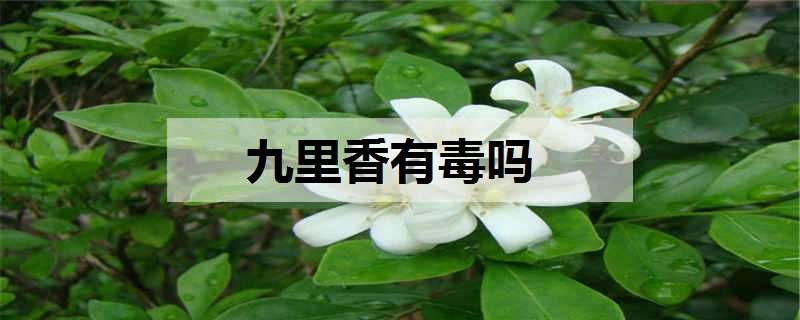 九里香有毒吗（植物九里香有毒吗）